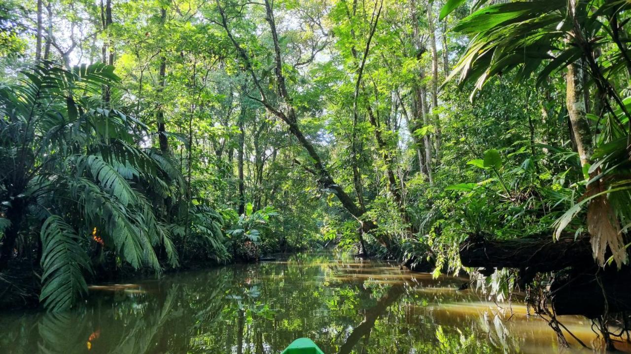Hôtel Wildlife Art Tortuguero Extérieur photo