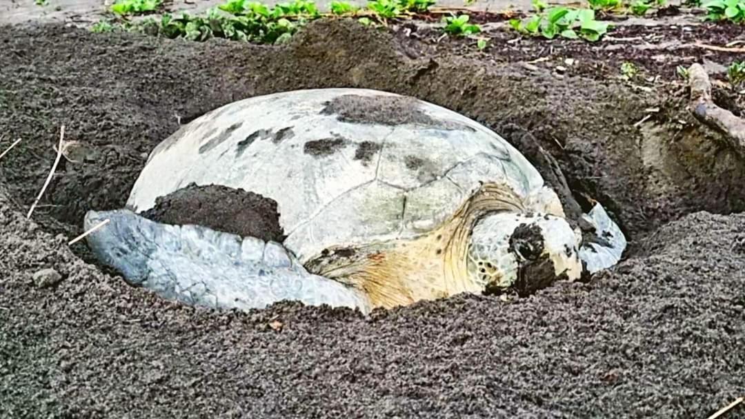 Hôtel Wildlife Art Tortuguero Extérieur photo